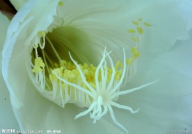 花蕊