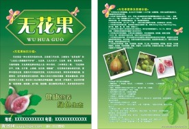 无花果传单