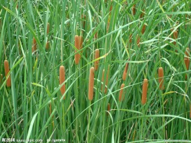 蒲草
