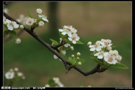 三月梅花