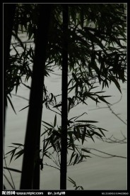 墨竹