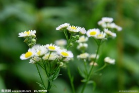 唯美黄白色野菊花