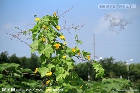 南瓜藤