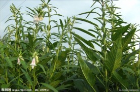 芝麻开花