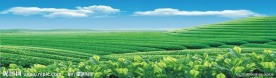 茶背景
