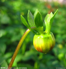 大丽花花蕾