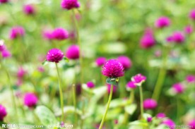 布拉格农场的迷迭香