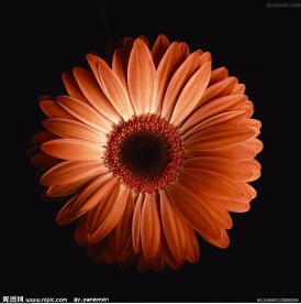 花图片