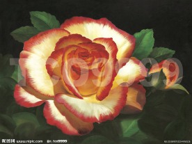 油画 手绘油画 花朵花卉(40x30厘米)