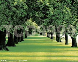 油画 手绘油画 树林(50x40厘米)