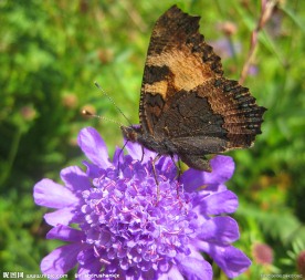 蓝盆花上的蝴蝶