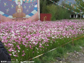 波斯菊