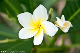 鸡蛋花