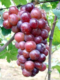 葡萄品种 达米娜（大蜜娜）