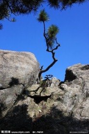 黄山松