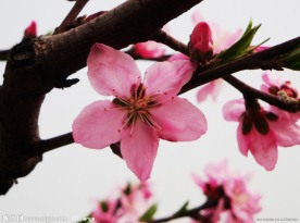 粉红桃花