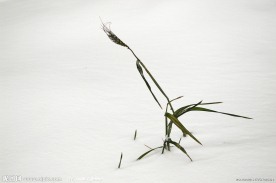 大雪过后的小麦