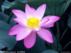 荷花图片