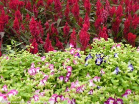 繁花