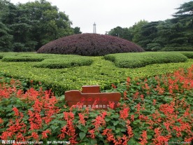 繁花似锦
