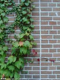 墙上的蔓藤