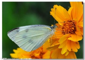 蝶与花
