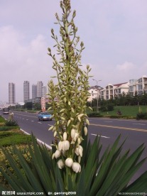 凤尾兰