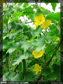 节瓜