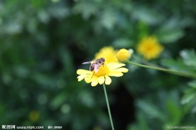 日本黄菊 蜜蜂