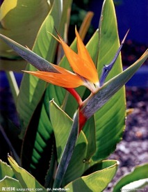 国外旅游绿化植物照片