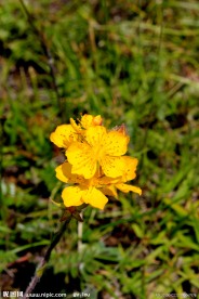 格桑花