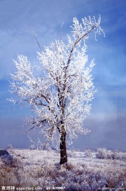 雪松