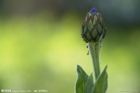 含苞待放的花