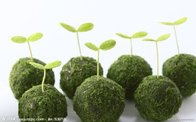 绿色 幼苗 树苗 植物