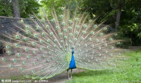 孔雀开屏