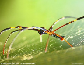 蜘蛛和露水