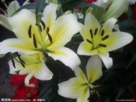 白色百合花