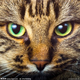 可爱的小猫