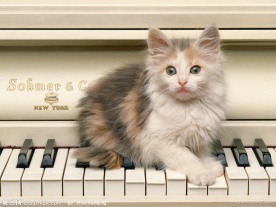可爱的小猫