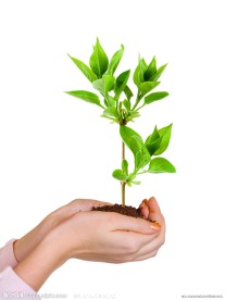 植物幼苗高清图片