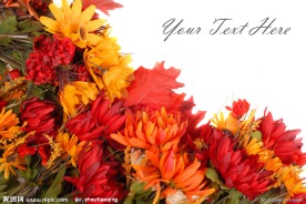 花卉花朵高清图片