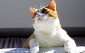 猫咪 特写