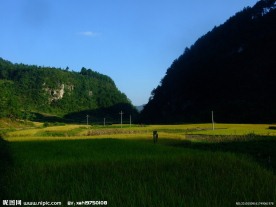 希望的田野
