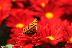 蝶恋花