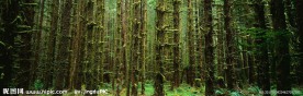深山老林