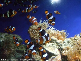 小丑鱼