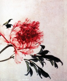 国画菊花