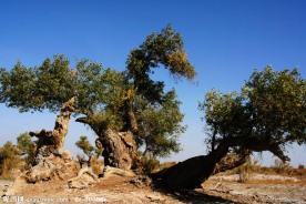 新疆胡杨王