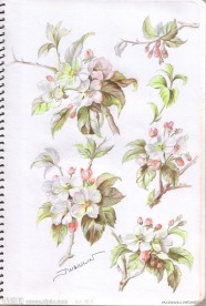 茶花