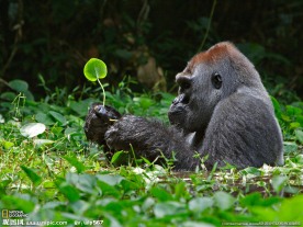 手持绿叶的黑猩猩